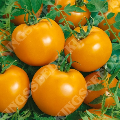 Picture of Tomato Golden Sunrise
